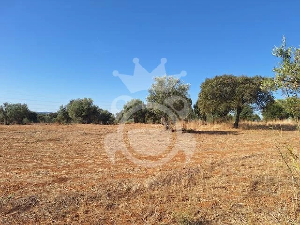 Terreno para Venda em Portel Foto 9