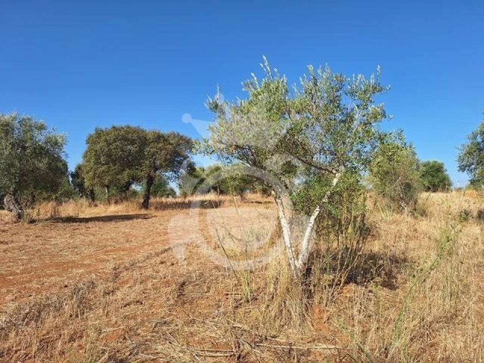 Terreno para Venda em Portel Foto 4