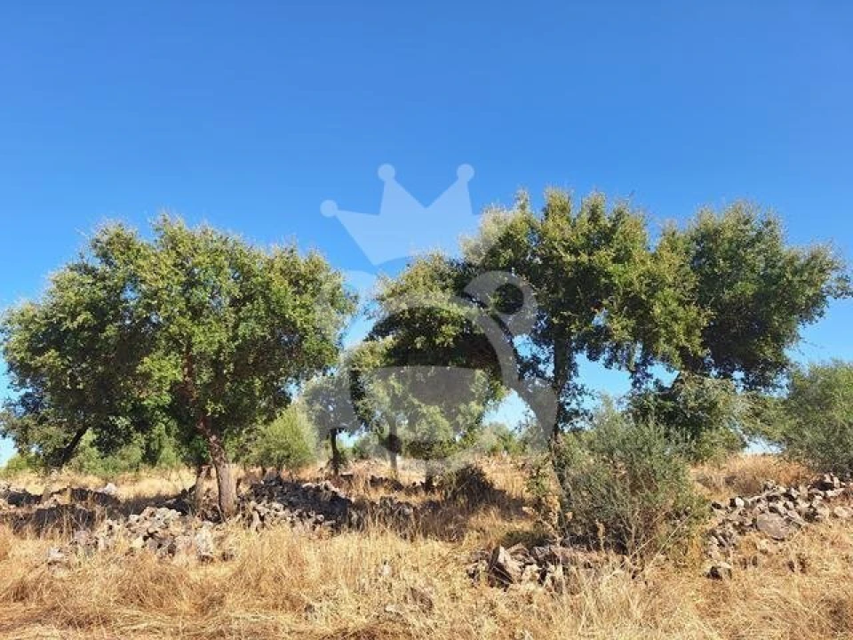 Terreno para Venda em Portel Foto 5
