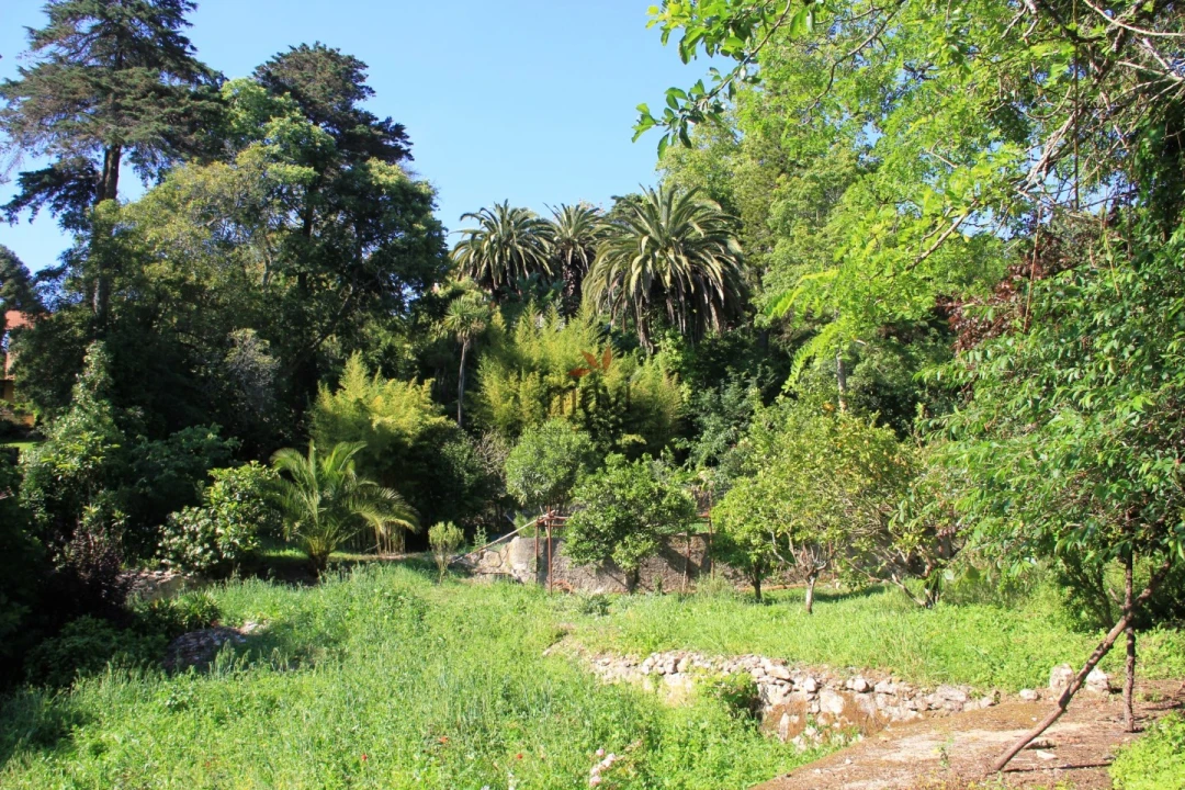 Quinta T7 para Venda em Santa Maria e São Miguel, São Martinho, São Pedro Penaferrim Foto 24