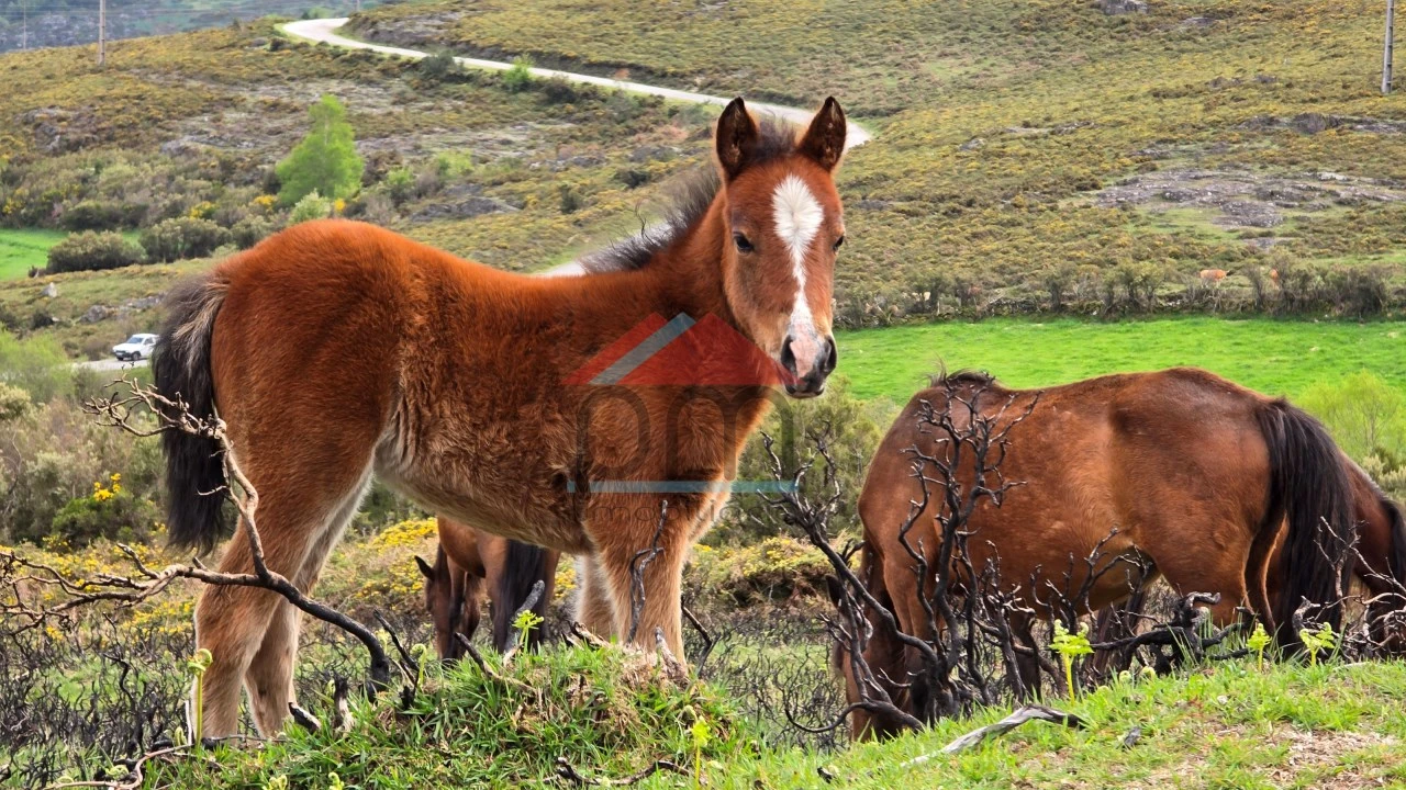 Terreno para Venda em Riba de Mouro Foto 27