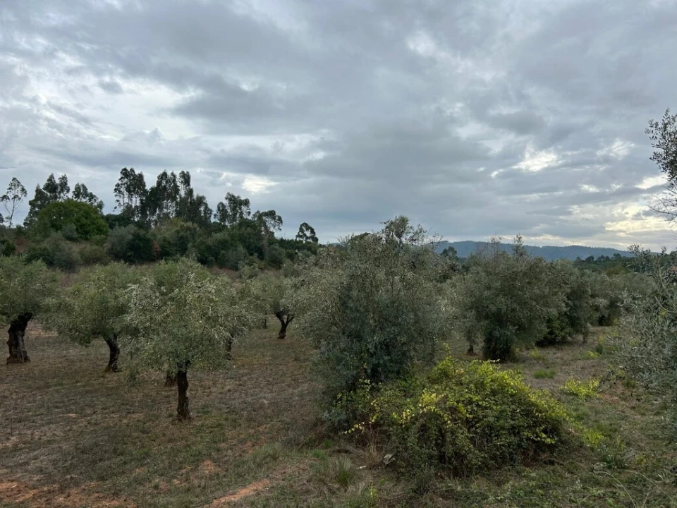 Terreno para Venda em Casais e Alviobeira Foto 7