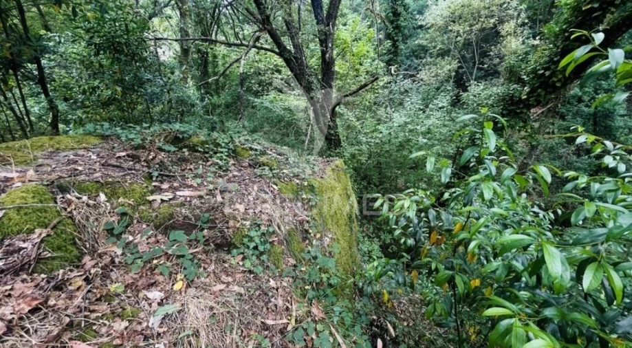 Terreno para Venda em Figueiró dos Vinhos e Bairradas Foto 9