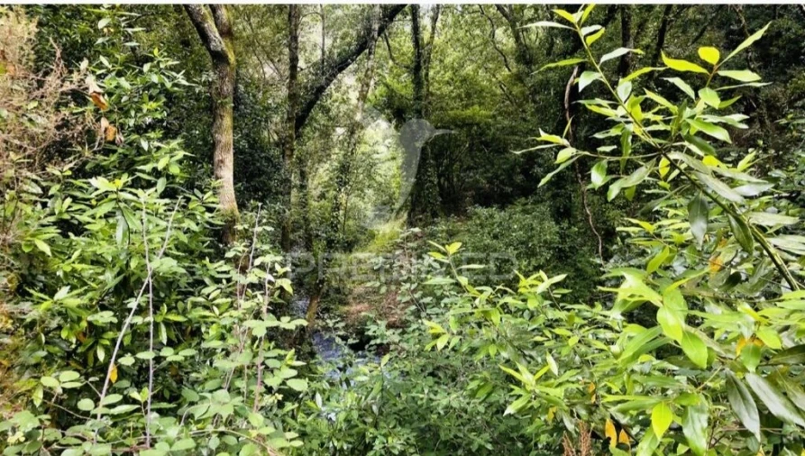 Terreno para Venda em Figueiró dos Vinhos e Bairradas Foto 12
