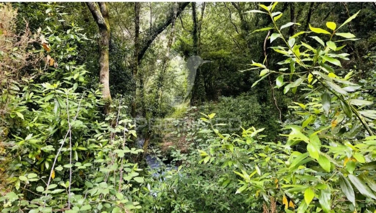 Terreno para Venda em Figueiró dos Vinhos e Bairradas Foto 12