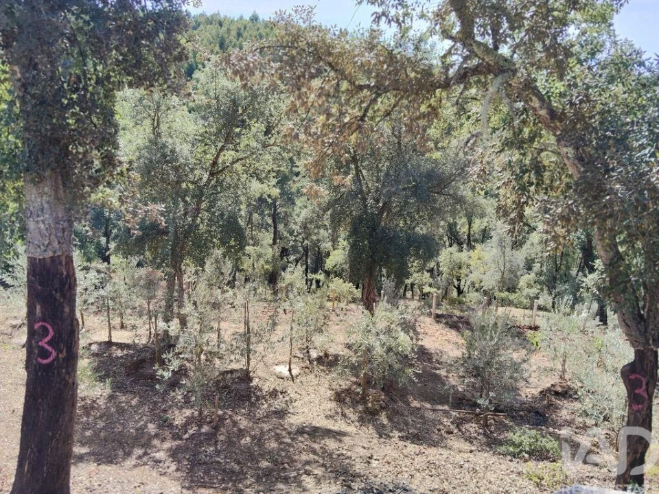 Terreno para Venda em Pedrogão Pequeno Foto 8