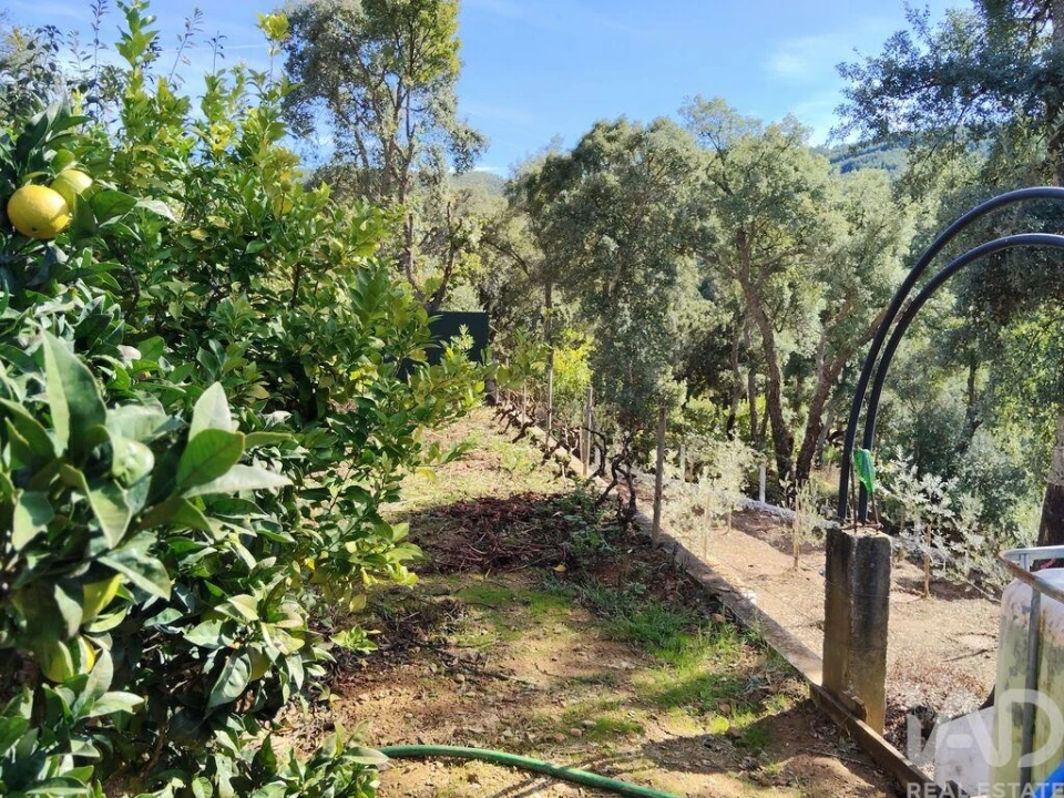 Terreno para Venda em Pedrogão Pequeno Foto 7