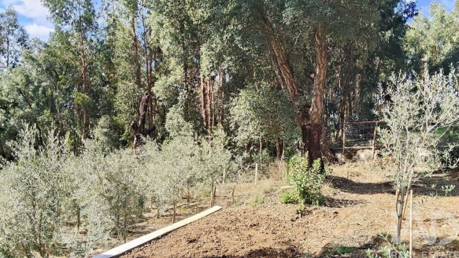 Terreno para Venda em Pedrogão Pequeno Foto 6