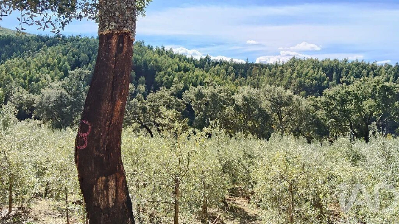 Terreno para Venda em Pedrogão Pequeno Foto 3