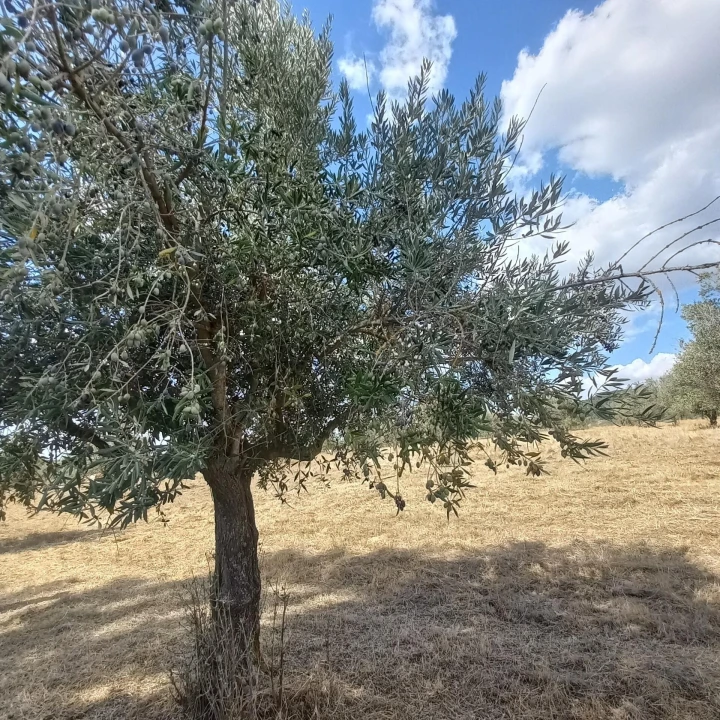 Terreno para Venda em Santiago do Escoural Foto 42