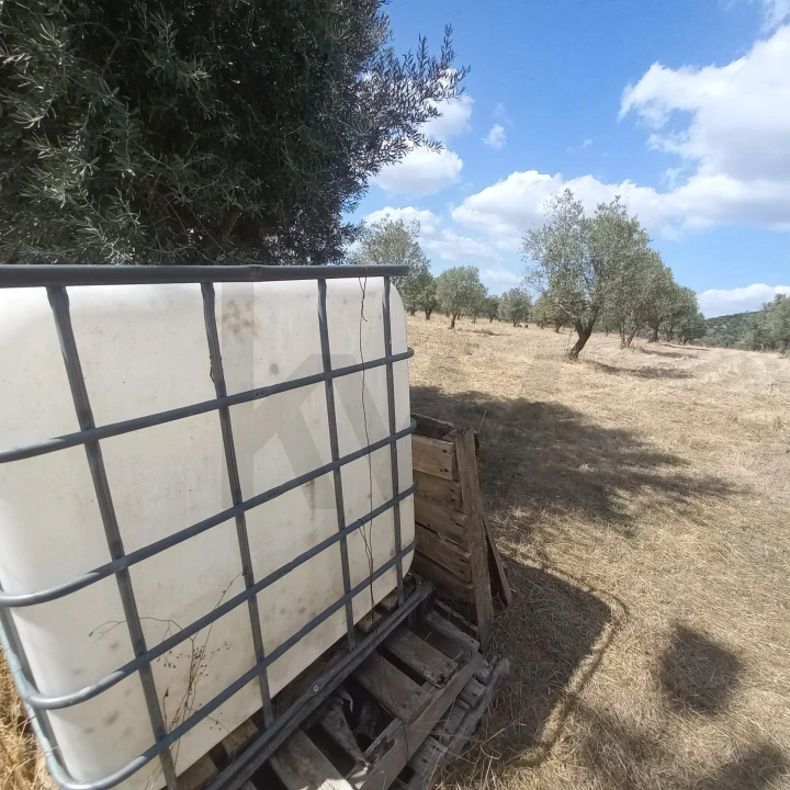 Terreno para Venda em Santiago do Escoural Foto 38