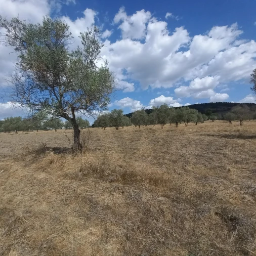 Terreno para Venda em Santiago do Escoural Foto 17