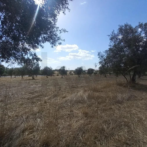 Terreno para Venda em Santiago do Escoural Foto 27