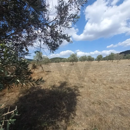 Terreno para Venda em Santiago do Escoural Foto 15