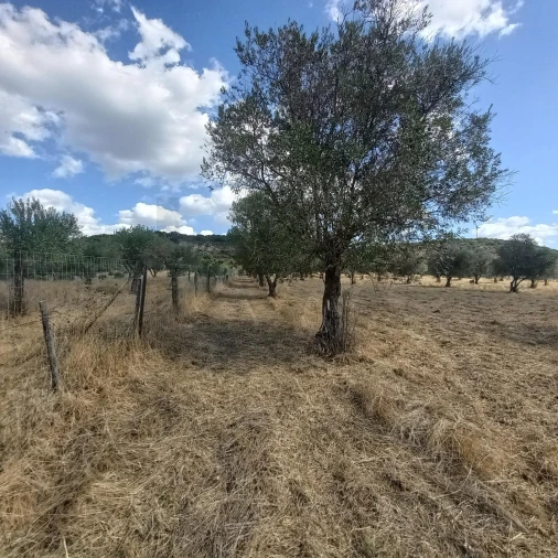 Terreno para Venda em Santiago do Escoural Foto 22