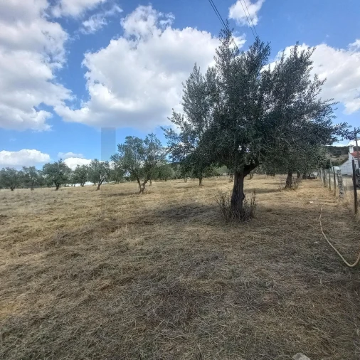 Terreno para Venda em Santiago do Escoural Foto 7