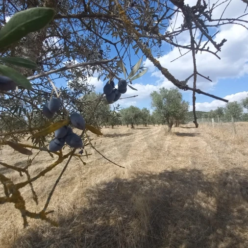 Terreno para Venda em Santiago do Escoural Foto 32