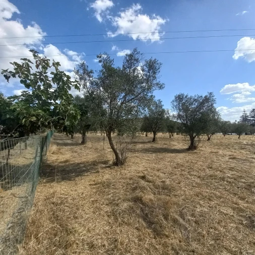Terreno para Venda em Santiago do Escoural Foto 20