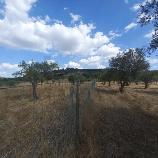Terreno para Venda em Santiago do Escoural Foto 25