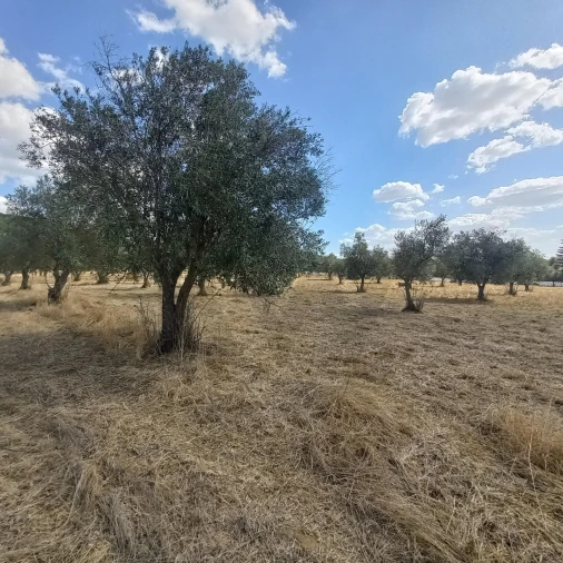Terreno para Venda em Santiago do Escoural Foto 24