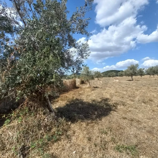 Terreno para Venda em Santiago do Escoural Foto 11