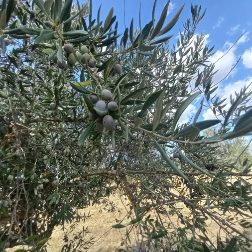 Terreno para Venda em Santiago do Escoural Foto 39