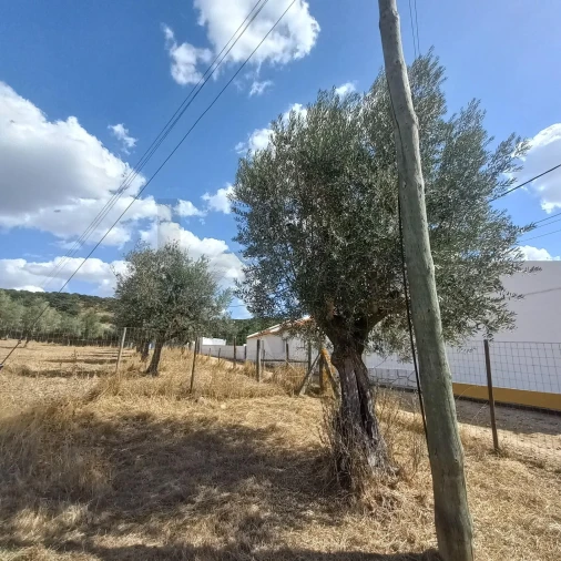 Terreno para Venda em Santiago do Escoural Foto 34