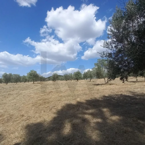 Terreno para Venda em Santiago do Escoural Foto 41