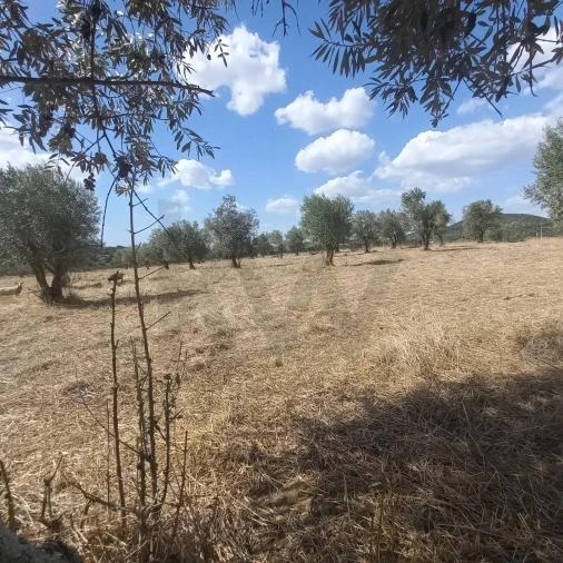 Terreno para Venda em Santiago do Escoural Foto 31