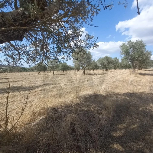Terreno para Venda em Santiago do Escoural Foto 33