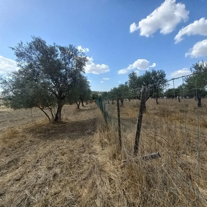 Terreno para Venda em Santiago do Escoural Foto 28