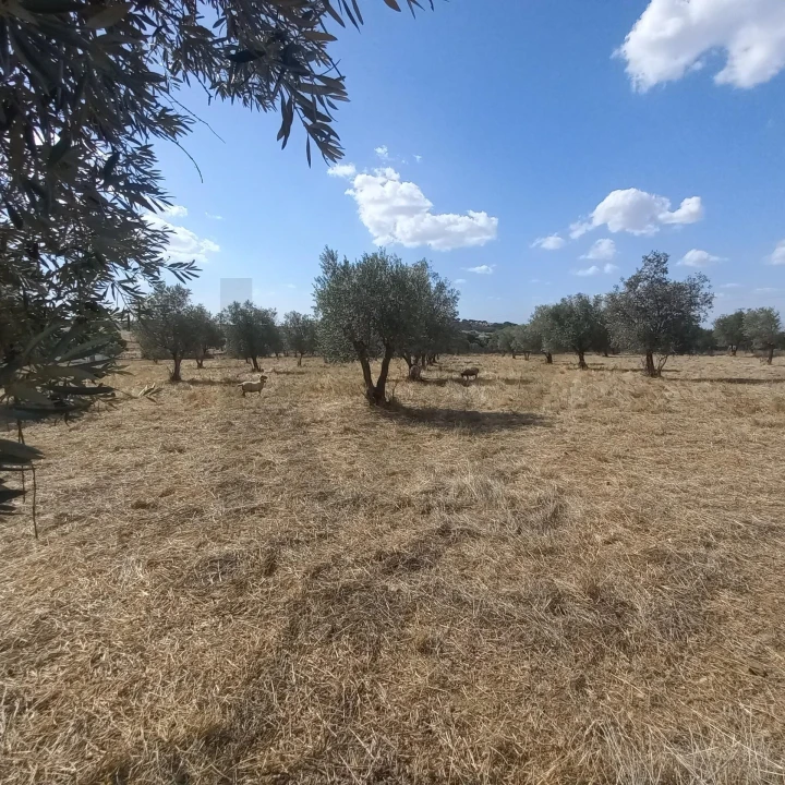 Terreno para Venda em Santiago do Escoural Foto 32