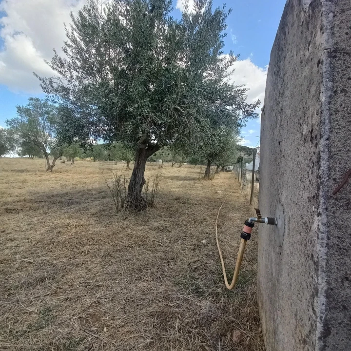 Terreno para Venda em Santiago do Escoural Foto 8