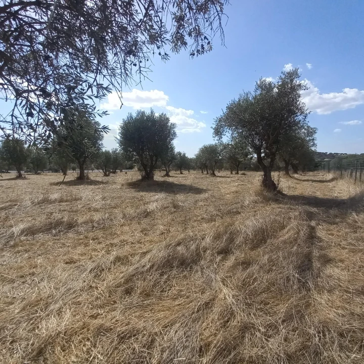 Terreno para Venda em Santiago do Escoural Foto 31