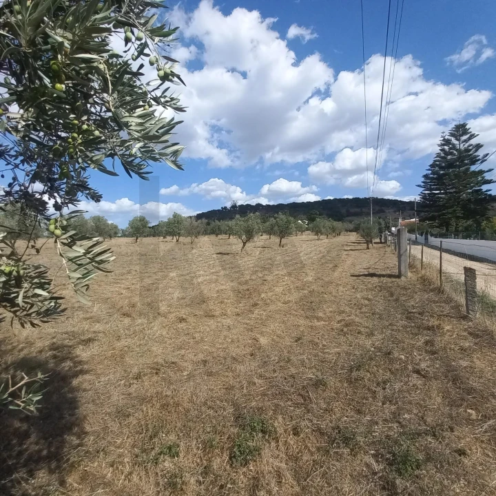Terreno para Venda em Santiago do Escoural Foto 14
