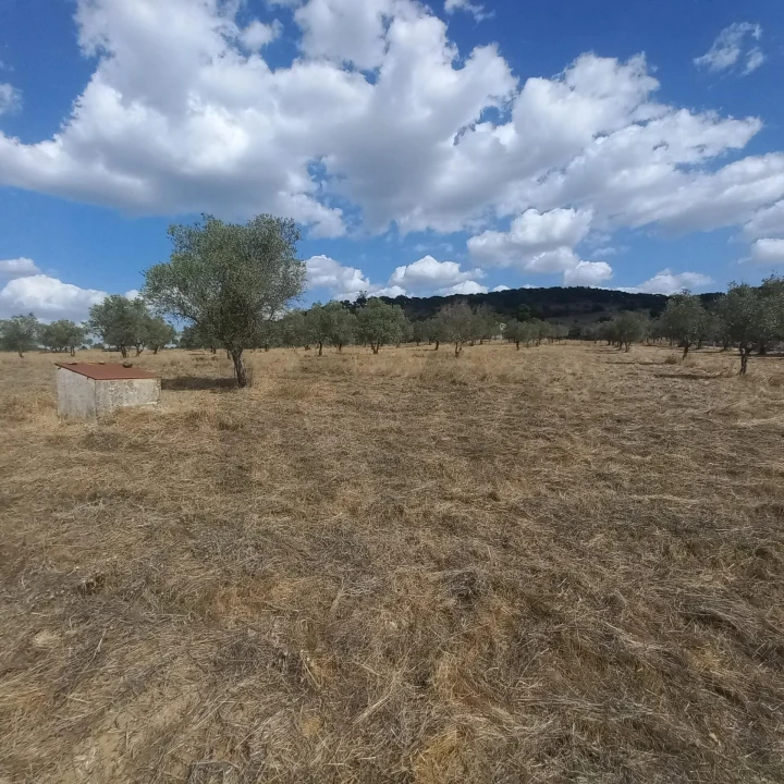 Terreno para Venda em Santiago do Escoural Foto 18
