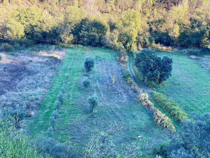 Terreno para Venda em Sarzedas Foto 14