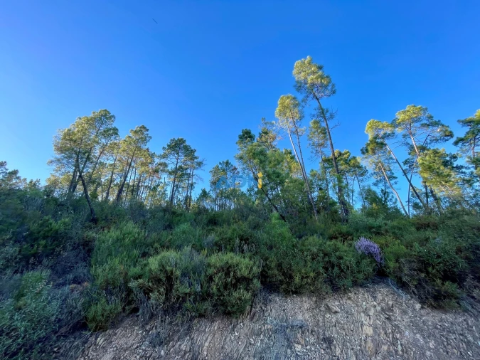 Terreno para Venda em Sarzedas Foto 17