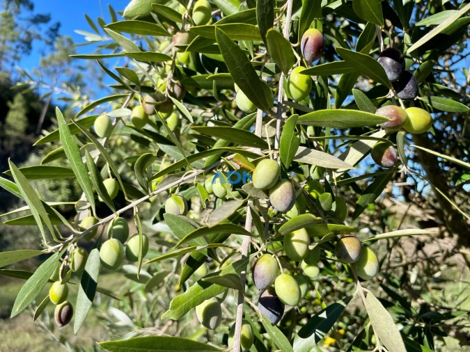 Terreno para Venda em Sarzedas Foto 22