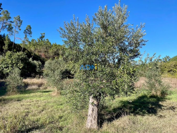 Terreno para Venda em Sarzedas Foto 9