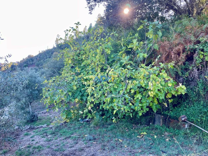 Terreno para Venda em Sarzedas Foto 23