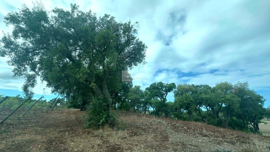 Terreno para Venda em Odiaxere Foto 9