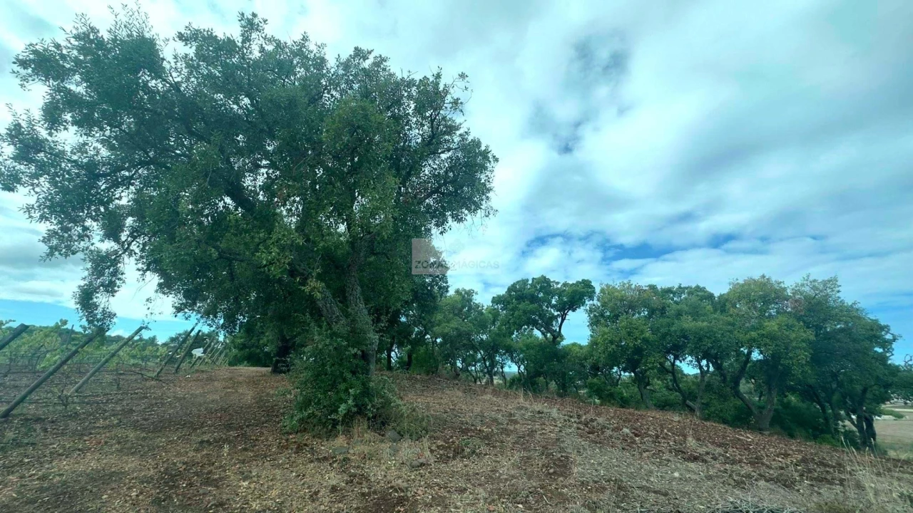 Terreno para Venda em Odiaxere Foto 9