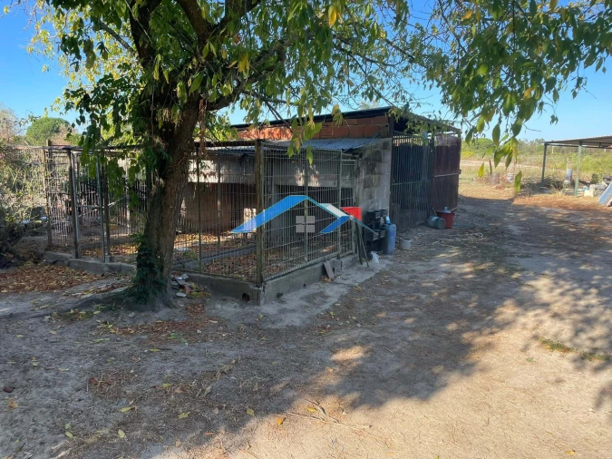 Quinta T4 para Venda em Branca Foto 13