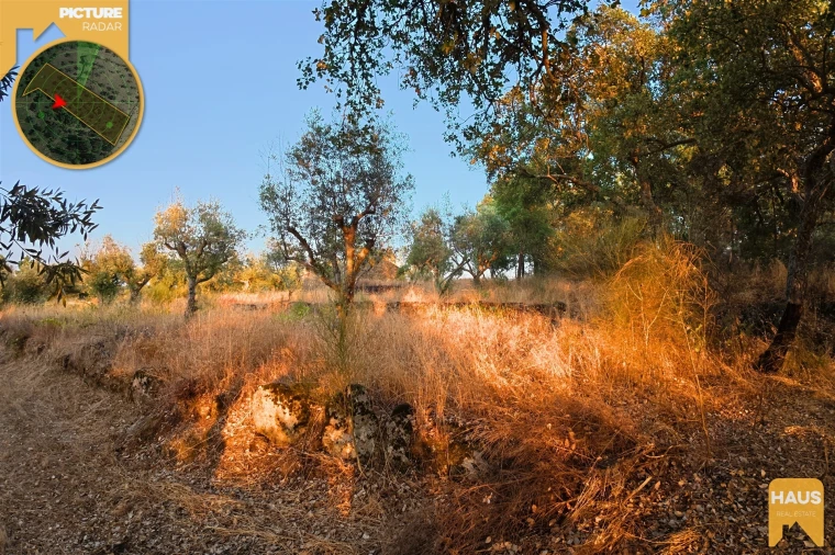 Terreno Agricola ou Rústico para Venda em Freixial e Juncal do Campo Foto 19