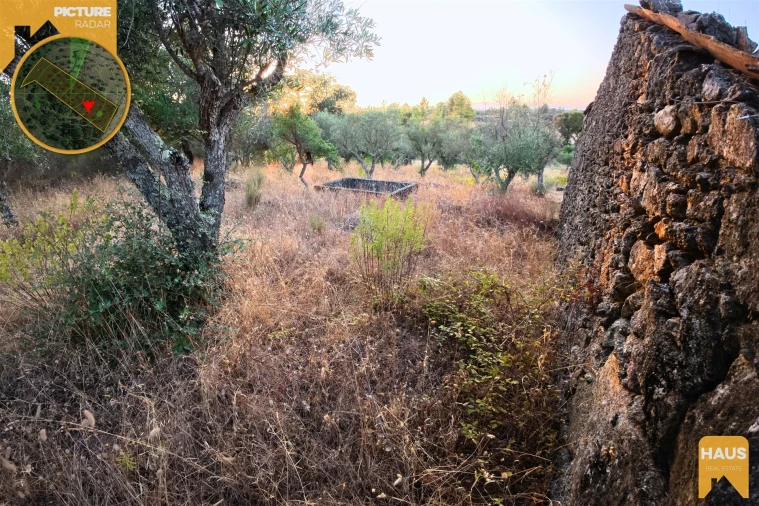 Terreno Agricola ou Rústico para Venda em Freixial e Juncal do Campo Foto 29