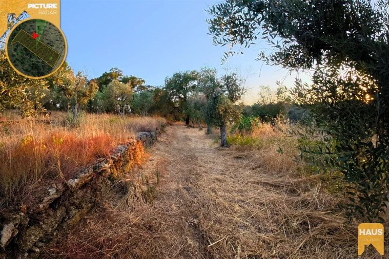 Terreno Agricola ou Rústico para Venda em Freixial e Juncal do Campo Foto 34