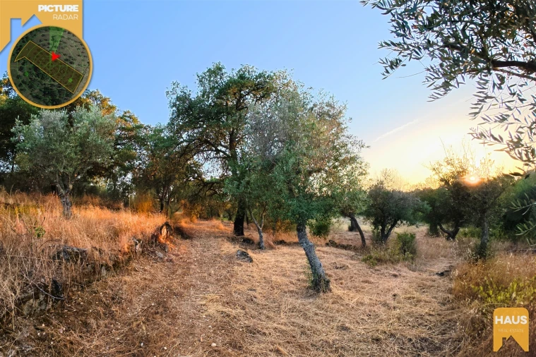 Terreno Agricola ou Rústico para Venda em Freixial e Juncal do Campo Foto 12