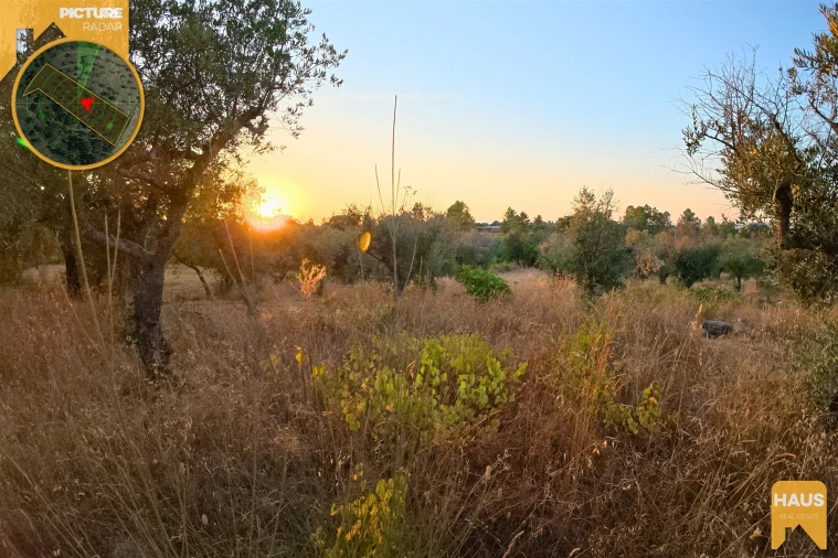 Terreno Agricola ou Rústico para Venda em Freixial e Juncal do Campo Foto 22