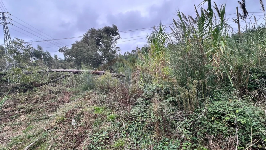 Terreno para Venda em Nossa Senhora do Pópulo, Coto e São Gregório Foto 11